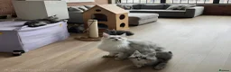 Maine Coon cats for sale: Outstanding kittens from Shaded line  in Swadlincote - Advert 3