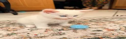 Maine Coon cats for sale: WHITE MAINE COON KITTENS - Advert 12