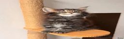 Maine Coon cats for sale: 🐾 FIVE MAINE COON (TWO POLYDACTYL)  - Advert 12