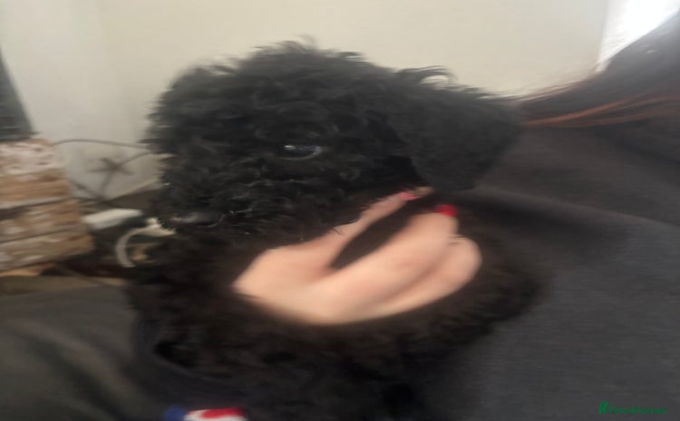 Standard Poodle dogs Kc standard poodles - Advert 12