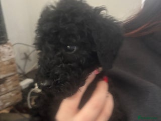 Standard Poodle dogs Kc standard poodles - Advert 5