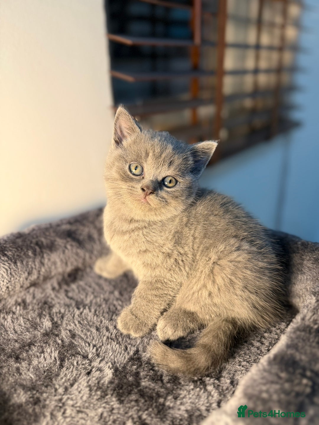 British Shorthair cats for sale: 🐾 British Shorthair × Scottish Straight Kittens - Advert 17