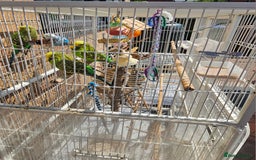 Budgerigars birds for sale: Budgies for sale! Food and 2 cages included! - Image 1