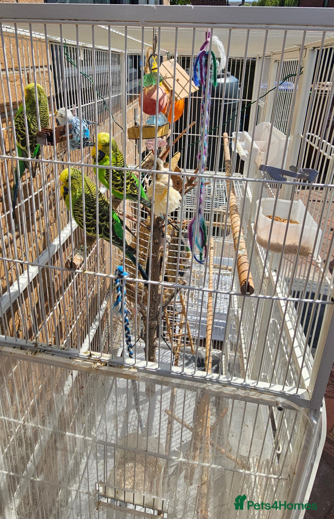 Budgerigars birds for sale: Budgies for sale! Food and 2 cages included! - Image 1