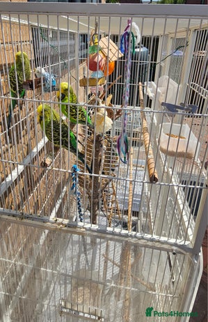 Budgerigars birds - Advert 6
