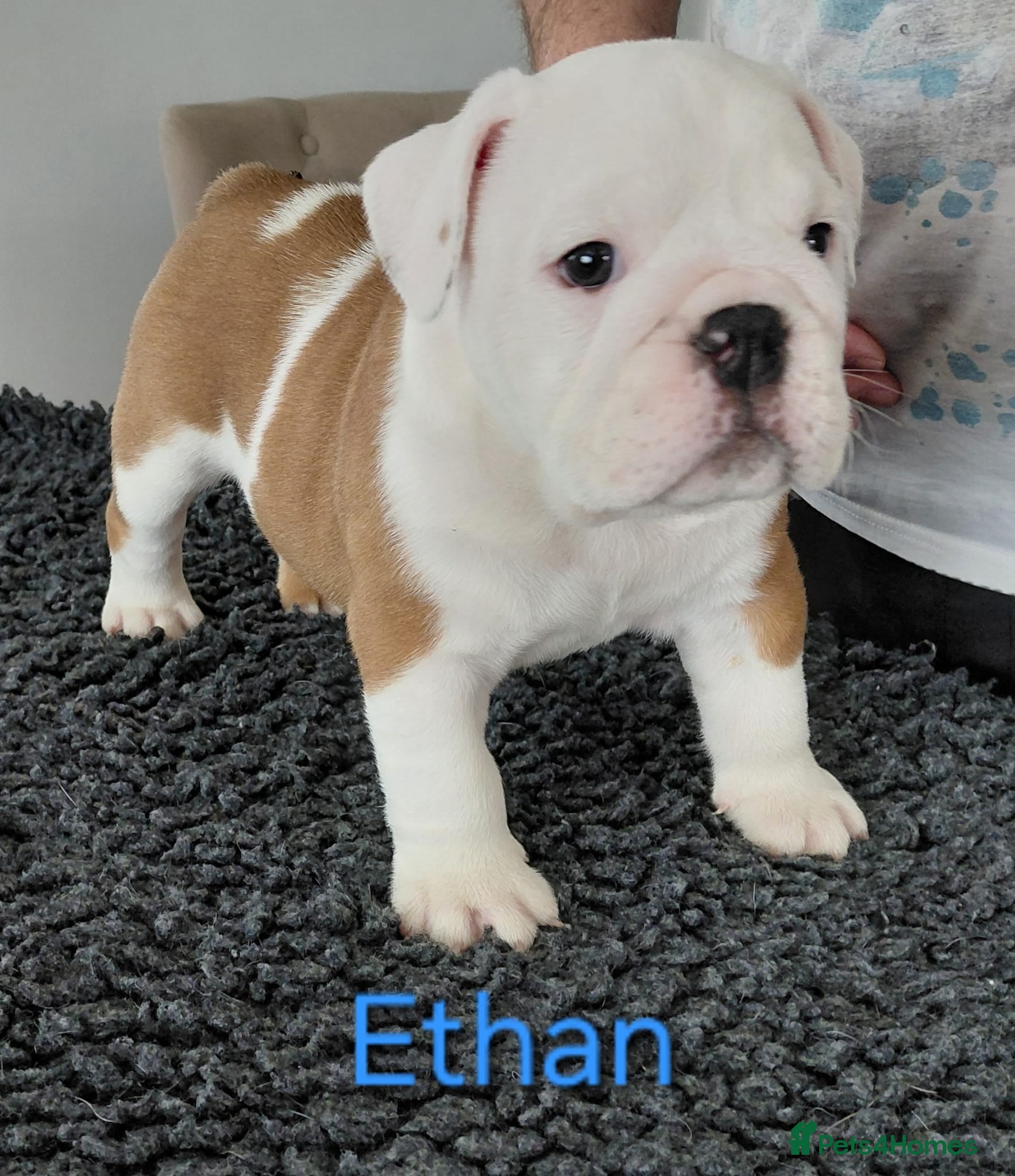 English Bulldog dogs English Bulldog Puppies  - Advert 3