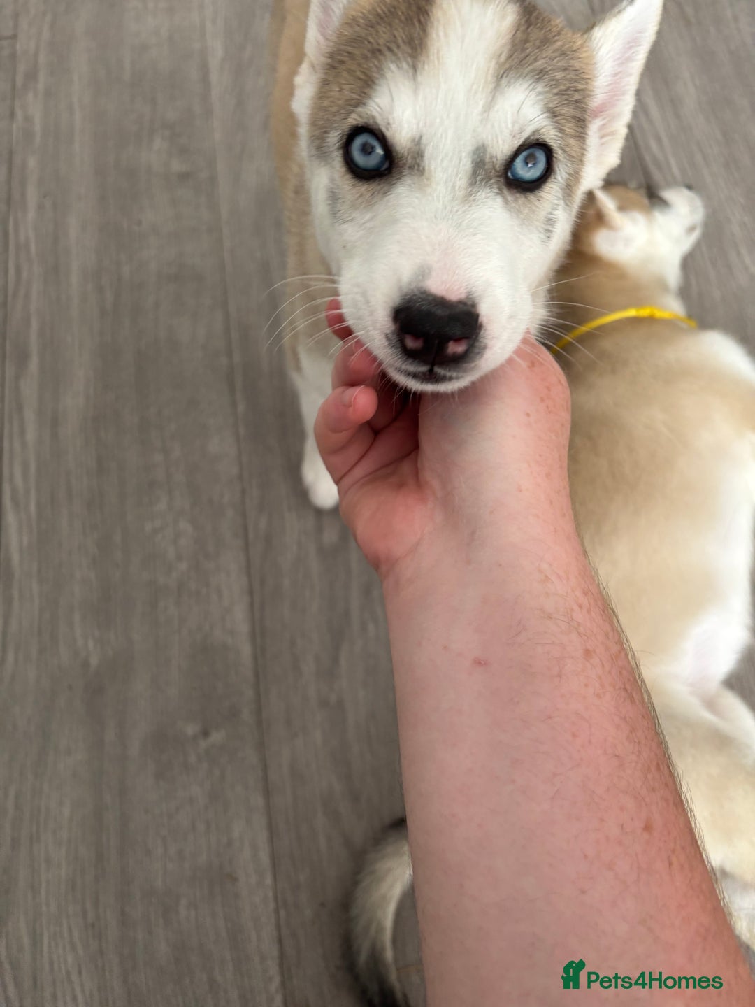 Siberian Husky dogs for sale: Siberian huskies  for sale  - Image 39