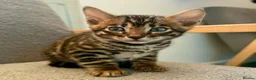 Bengal cats for sale: Exotic Bengal kittens TICA pedigree top quality  - Advert 8