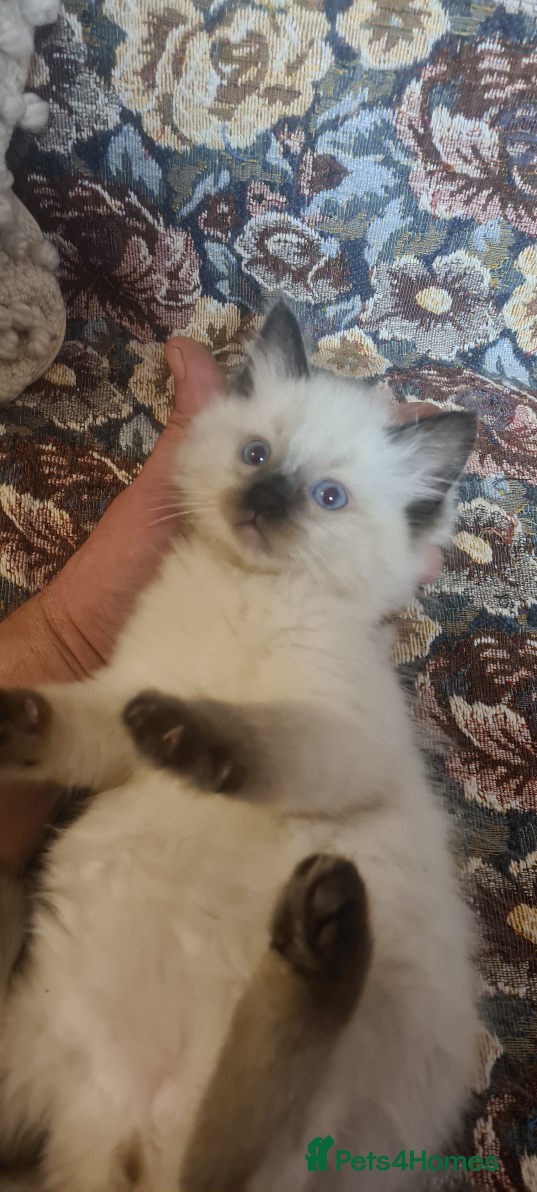 Ragdoll cats for sale: 3 Adorable ragdoll kittens for sale - Advert 5