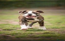 Old Tyme Bulldog dogs for sale: Old tyme bulldog for sale  - Image 5