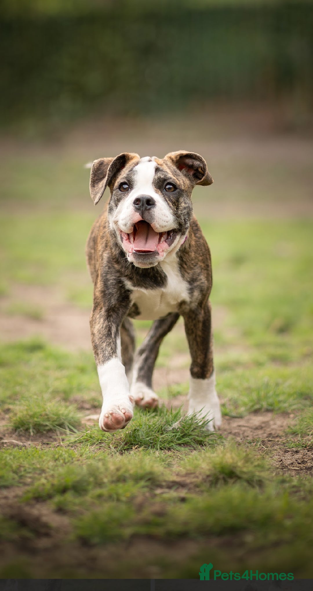 Old Tyme Bulldog dogs for sale: Old tyme bulldog for sale  - Image 5