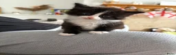 Mixed Breed cats for sale: One female black and white kitten  - Advert 2