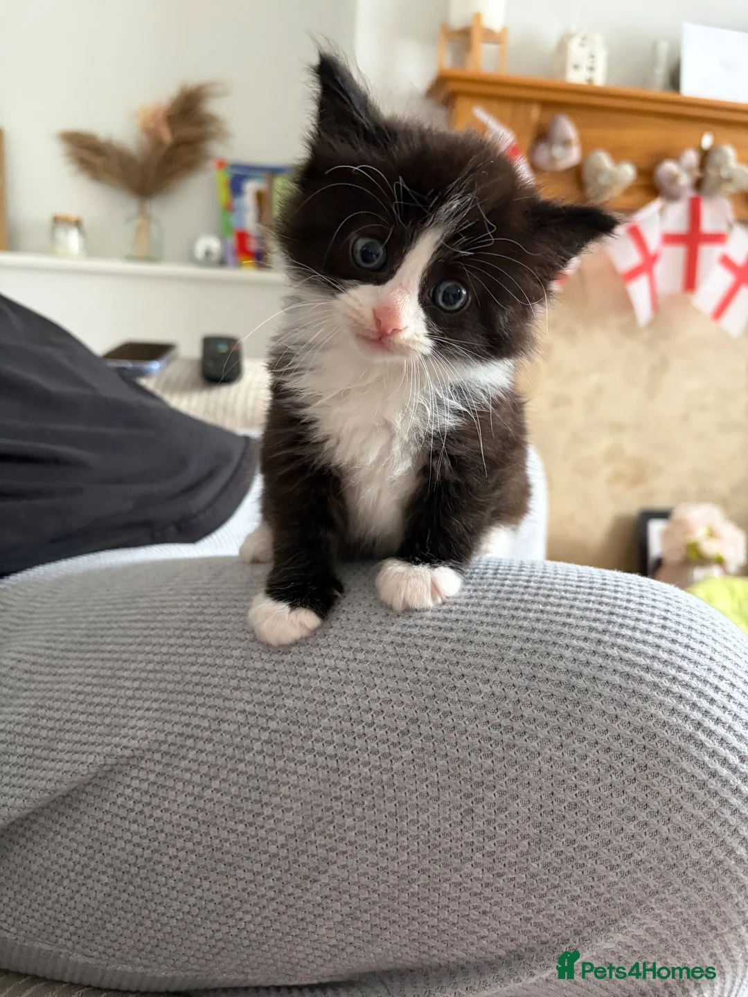 Mixed Breed cats for sale: One female black and white kitten  - Advert 2