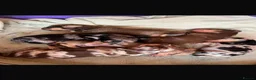 Miniature Dachshund dogs for sale: Miniature Dachshund  - Advert 7