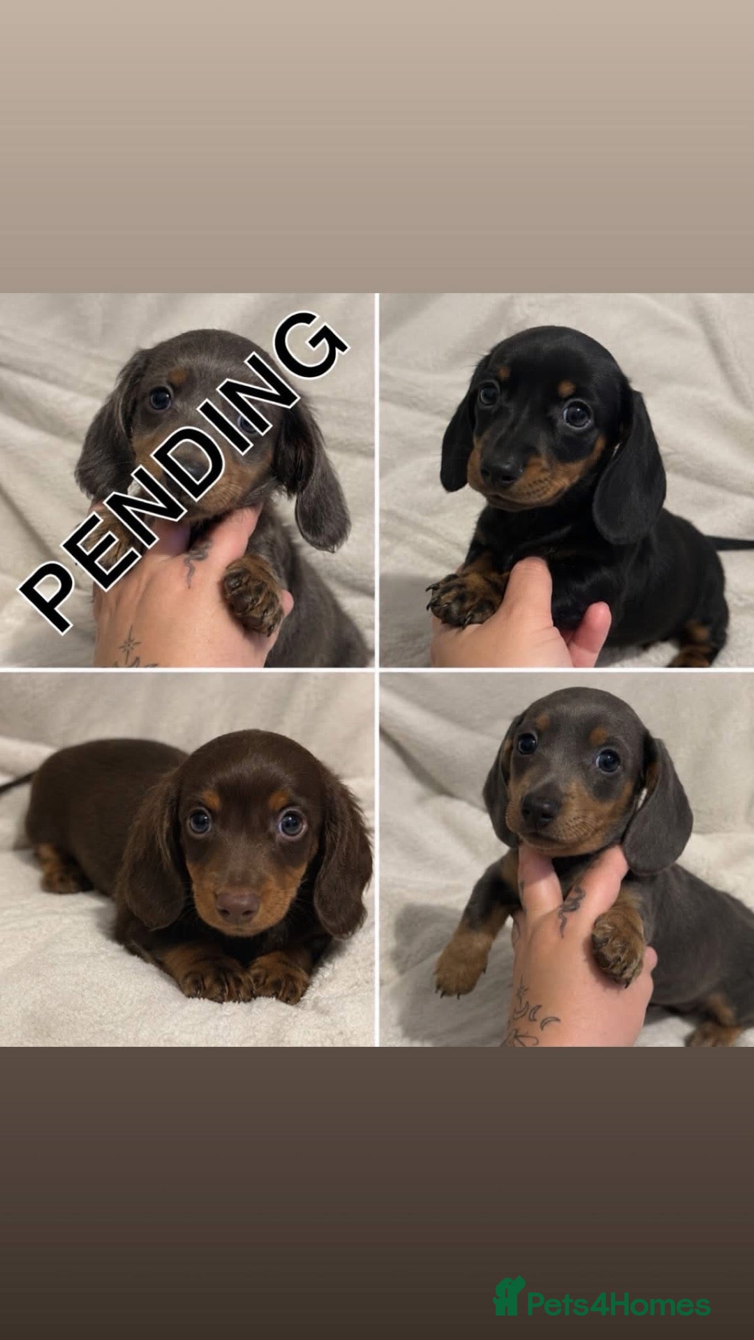 Miniature Dachshund dogs for sale: 4 male mini Dachshunds  - Advert 10