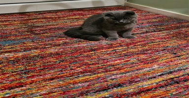 Scottish Fold cats - Advert 2