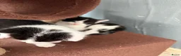 Mixed Breed cats for sale: Cute little babies  - Advert 3