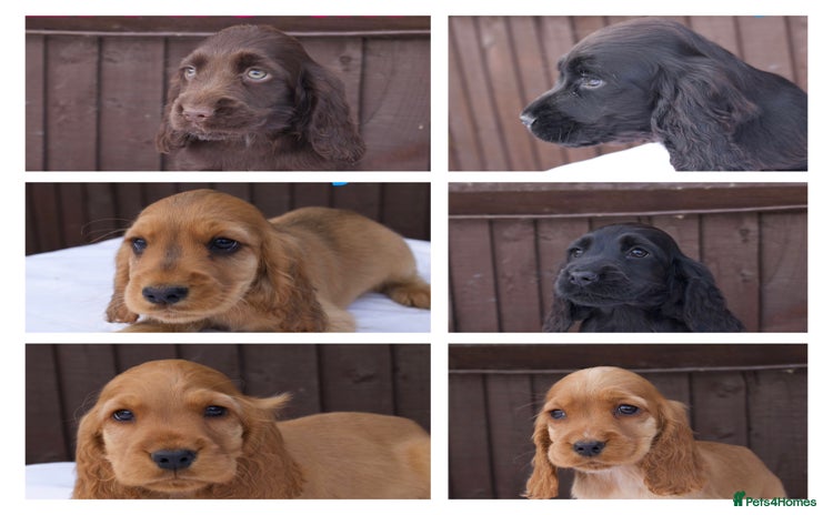 Cocker Spaniel dogs - Advert 16