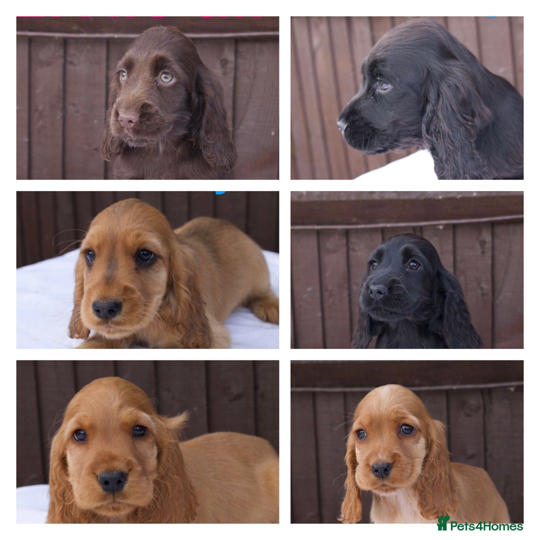 Cocker Spaniel dogs for sale: Exceptional litter of show type cocker spaniels - Image 1