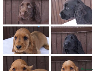 Cocker Spaniel dogs - Advert 10