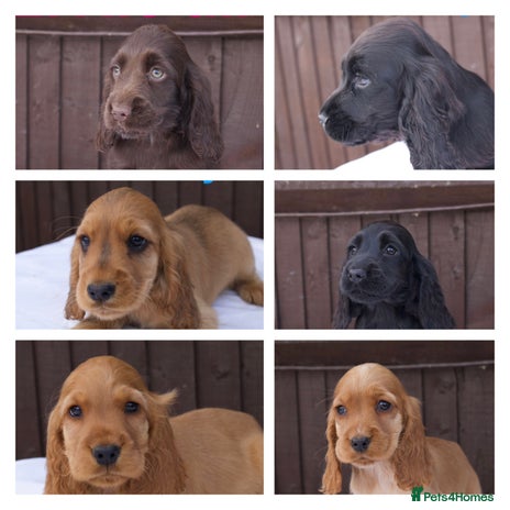 Cocker Spaniel dogs - Advert 2