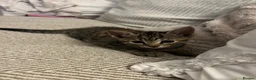 Mixed Breed cats for sale: Beautiful kittens need loving homes 🩷 in London - Advert 5