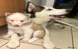 Siberian Husky dogs for sale: Siberian husky puppies  - Image 7