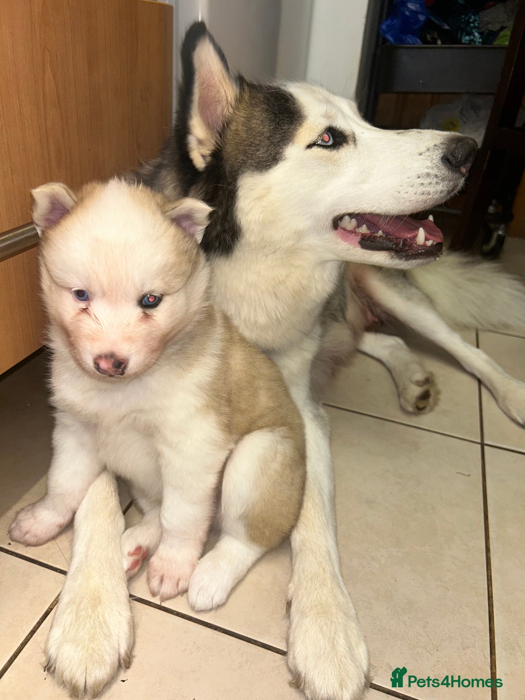 Siberian Husky dogs for sale: Siberian husky puppies  - Image 7