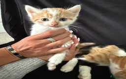 Mixed Breed cats for sale: 6 gorgeous kittens ready 14.09. 4 males, 2 females - Image 11