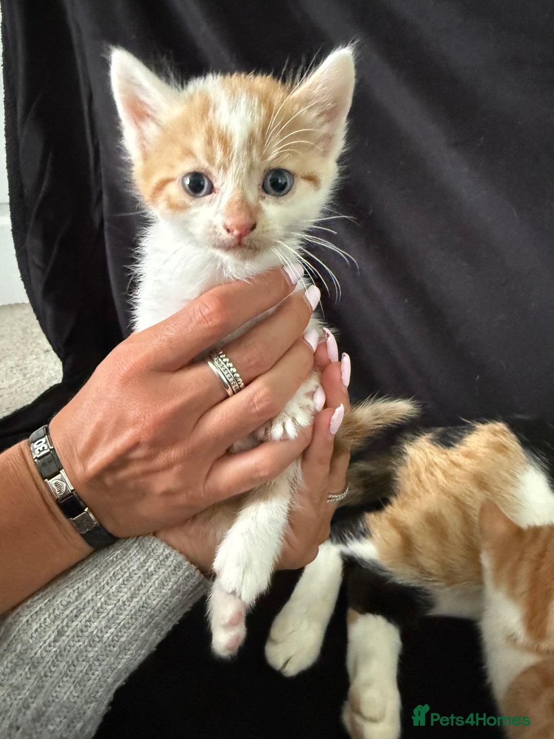 Mixed Breed cats for sale: 6 gorgeous kittens ready 14.09. 4 males, 2 females - Image 11