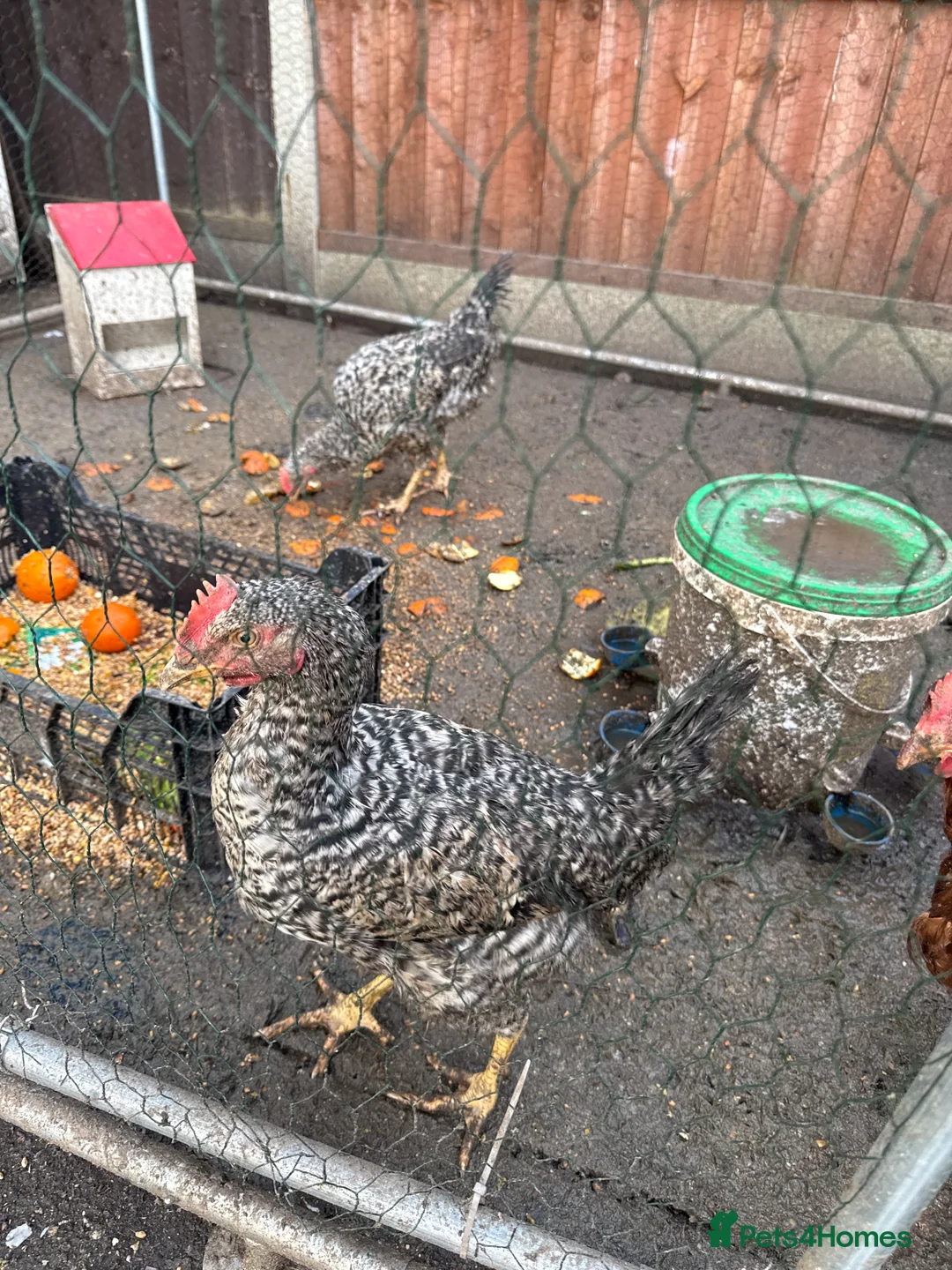 Chickens poultry for sale: CHİCKENS FOR SALE - Advert 2