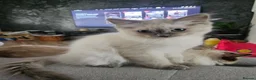 Ragdoll cats for sale: ❤️Beautiful RAGDOLL KITTEN ❤️ - Advert 4