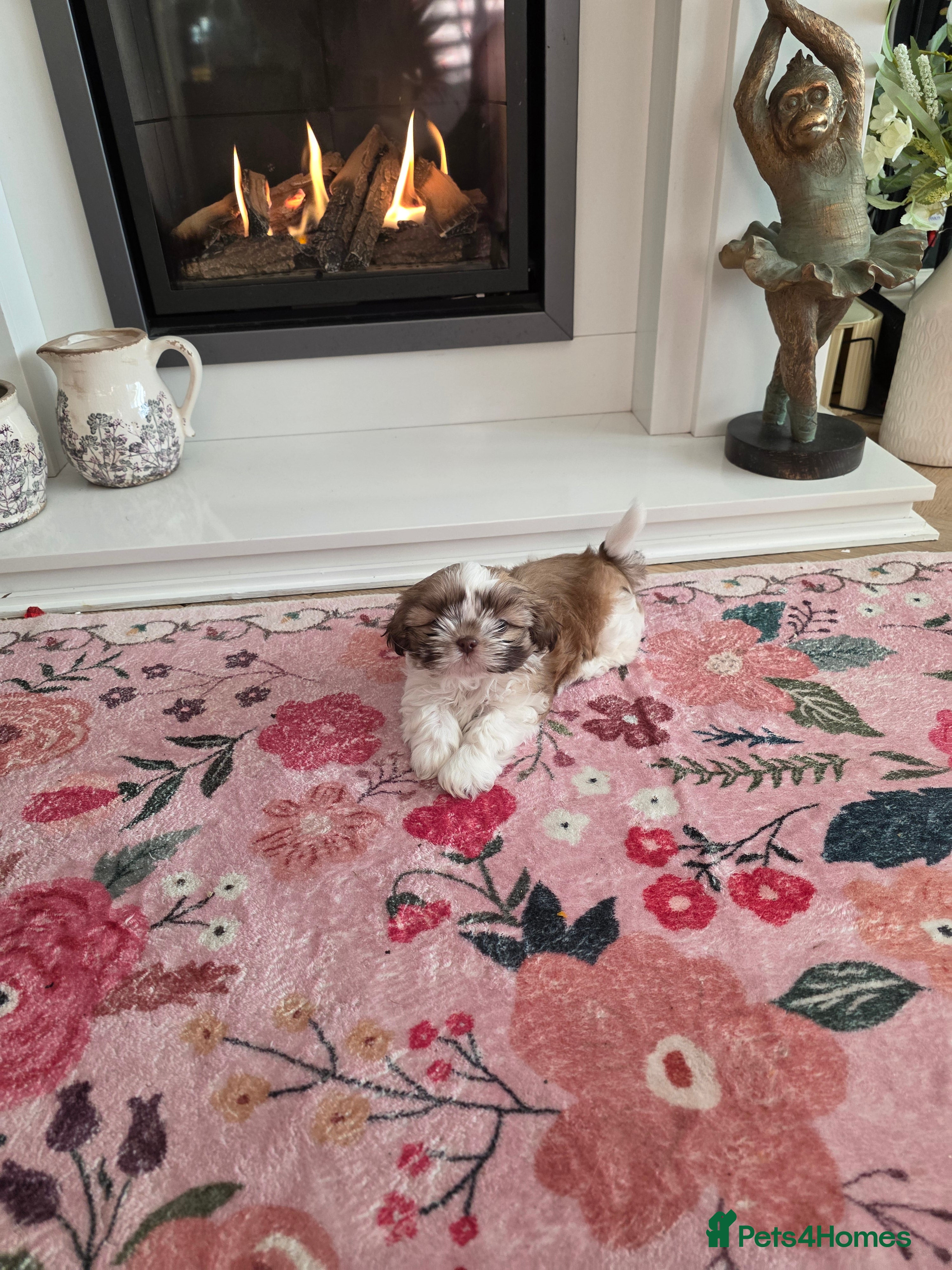 Shih Tzu dogs One stunning imperial karashishi shihtzu Boy left - Advert 3