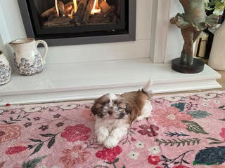 Shih Tzu dogs One stunning imperial karashishi shihtzu Boy left - Advert 6