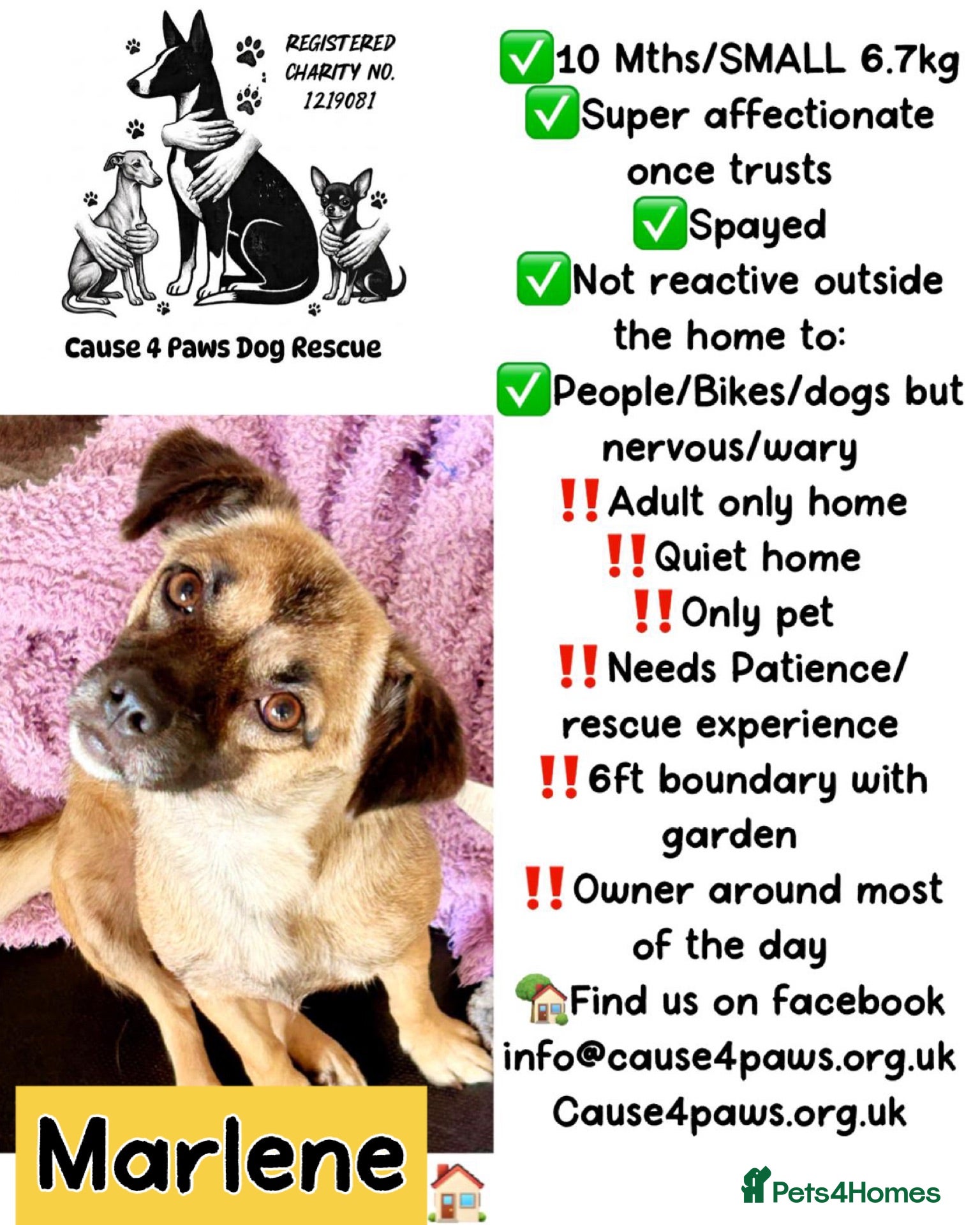 Mixed Breed dogs Marlene for Adoption - Advert 17