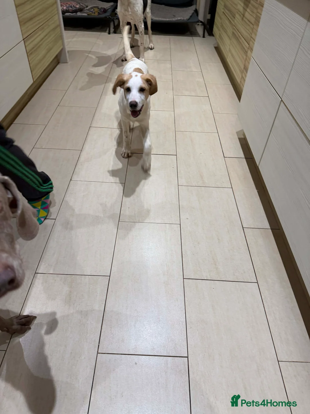 Mixed Breed dogs for adoption: Milo a gorgeous 5 month old Lab cross Pointer - Advert 5