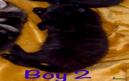 Bengal cats for sale: Gorgeous 5 Bengal-cross kittens - Image 4