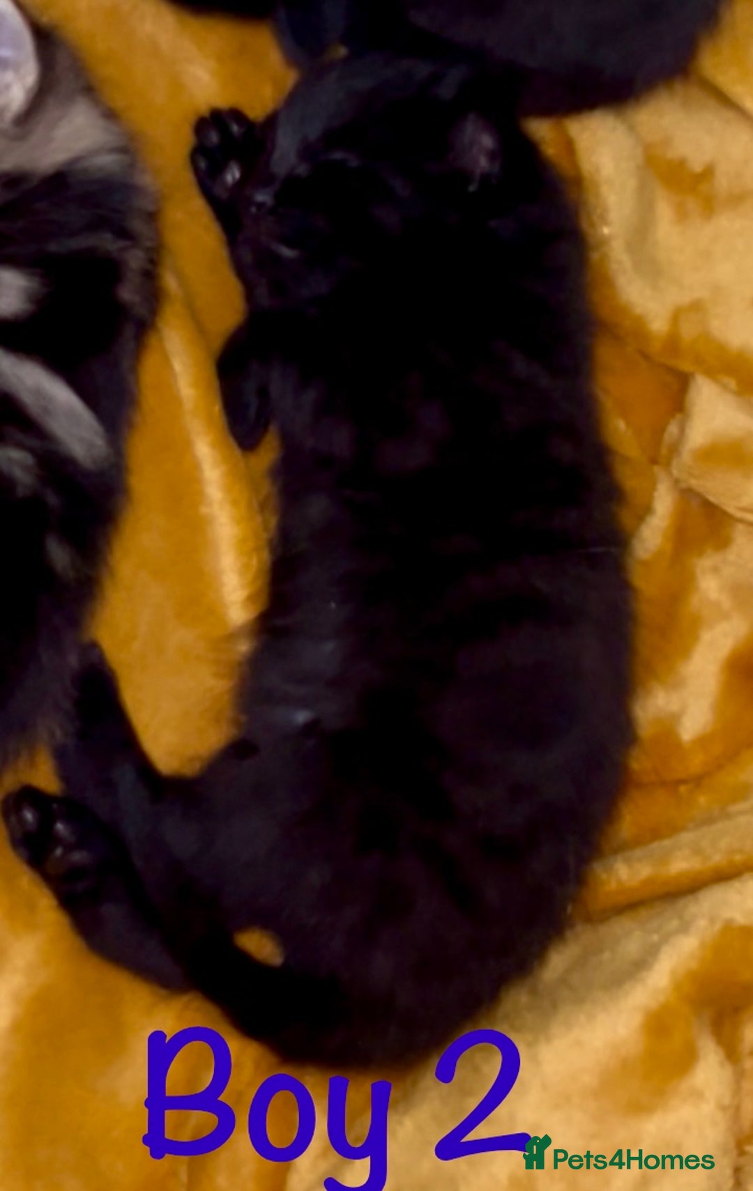 Bengal cats for sale: Gorgeous 5 Bengal-cross kittens - Image 4