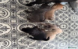 Chug dogs for sale: 6 beautiful chug puppies for sale ❤️ - Image 12