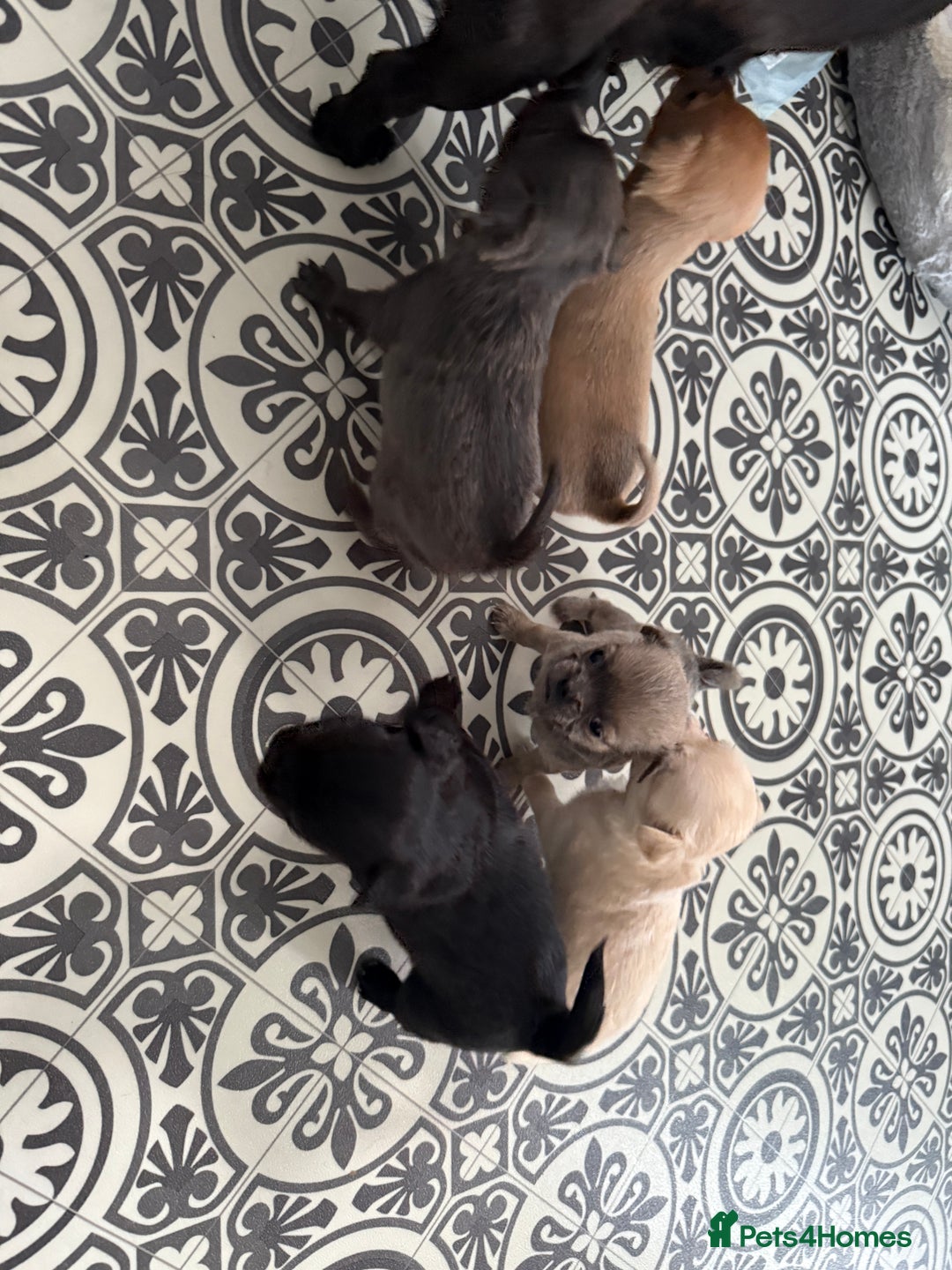 Chug dogs for sale: 6 beautiful chug puppies for sale ❤️ - Image 12