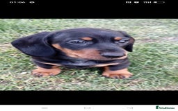 Dachshund dogs for sale: Long hair dachshund REDUCED  - Image 13