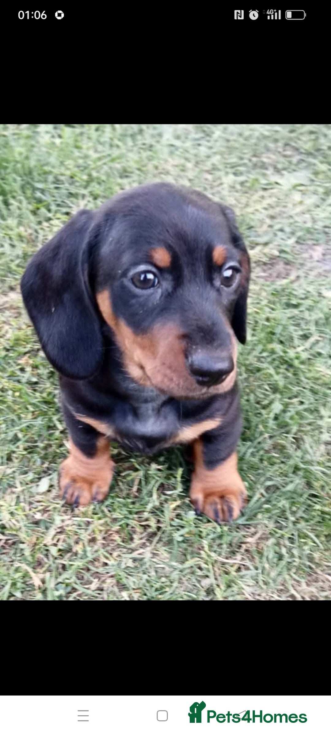 Dachshund dogs for sale: Long hair dachshund REDUCED  - Image 13