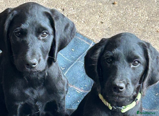 Labradoodle dogs - Advert 7