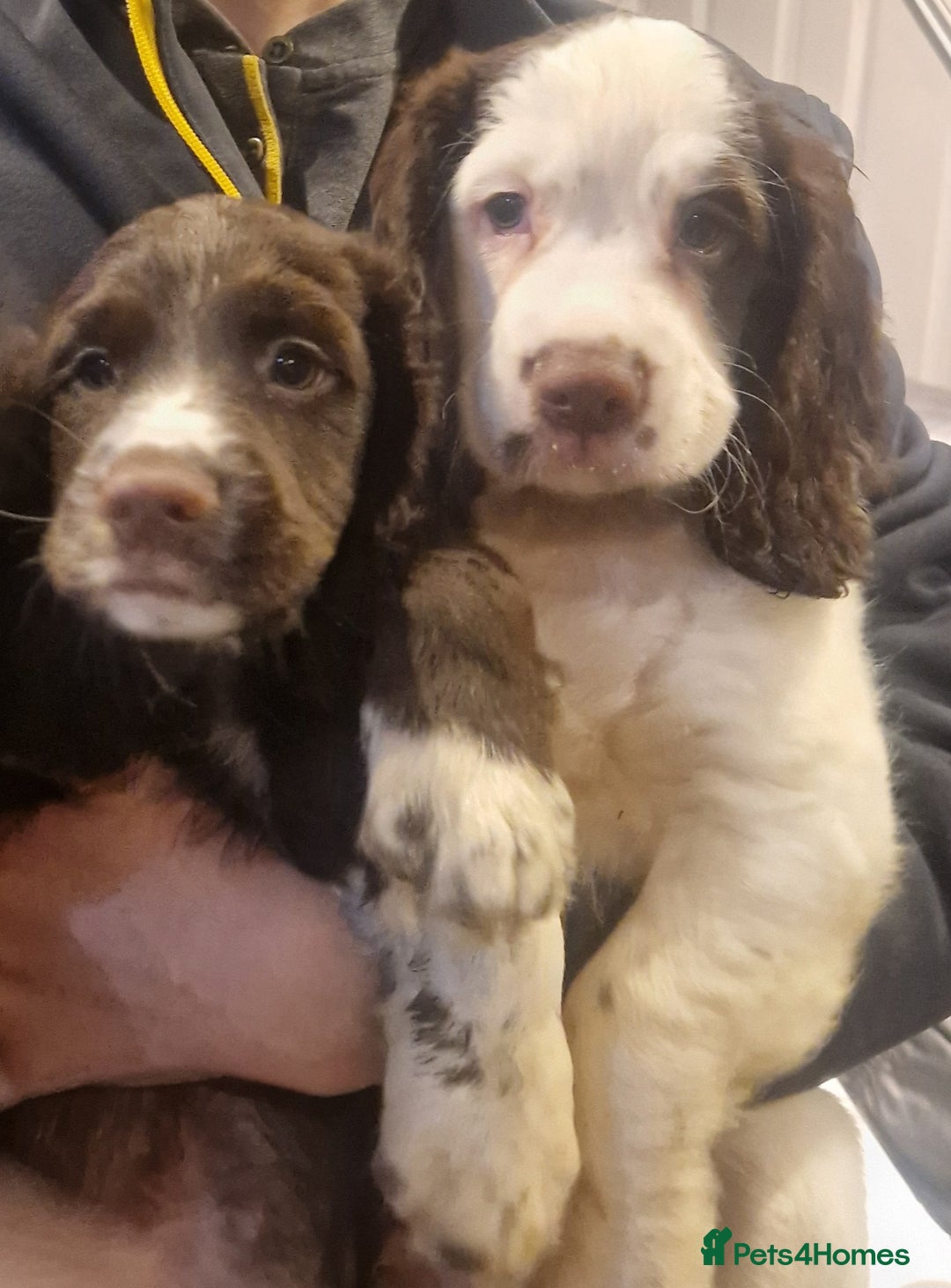 Cocker Spaniel dogs for sale: Last boy left !! working cocker spaniels - Advert 23