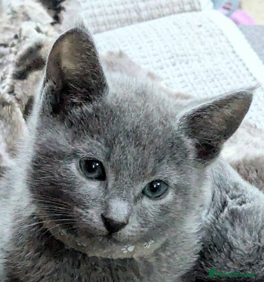 Russian Blue cats for sale: RB kittens Pedigree London  - Image 6