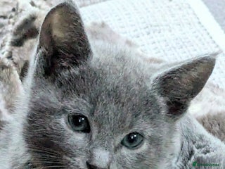 Russian Blue cats RB kittens Pedigree London - Advert 5