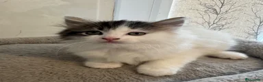 Ragdoll Kitten 2