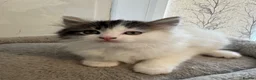 Ragdoll cats for sale: Beautiful Ragdoll kittens - Advert 10