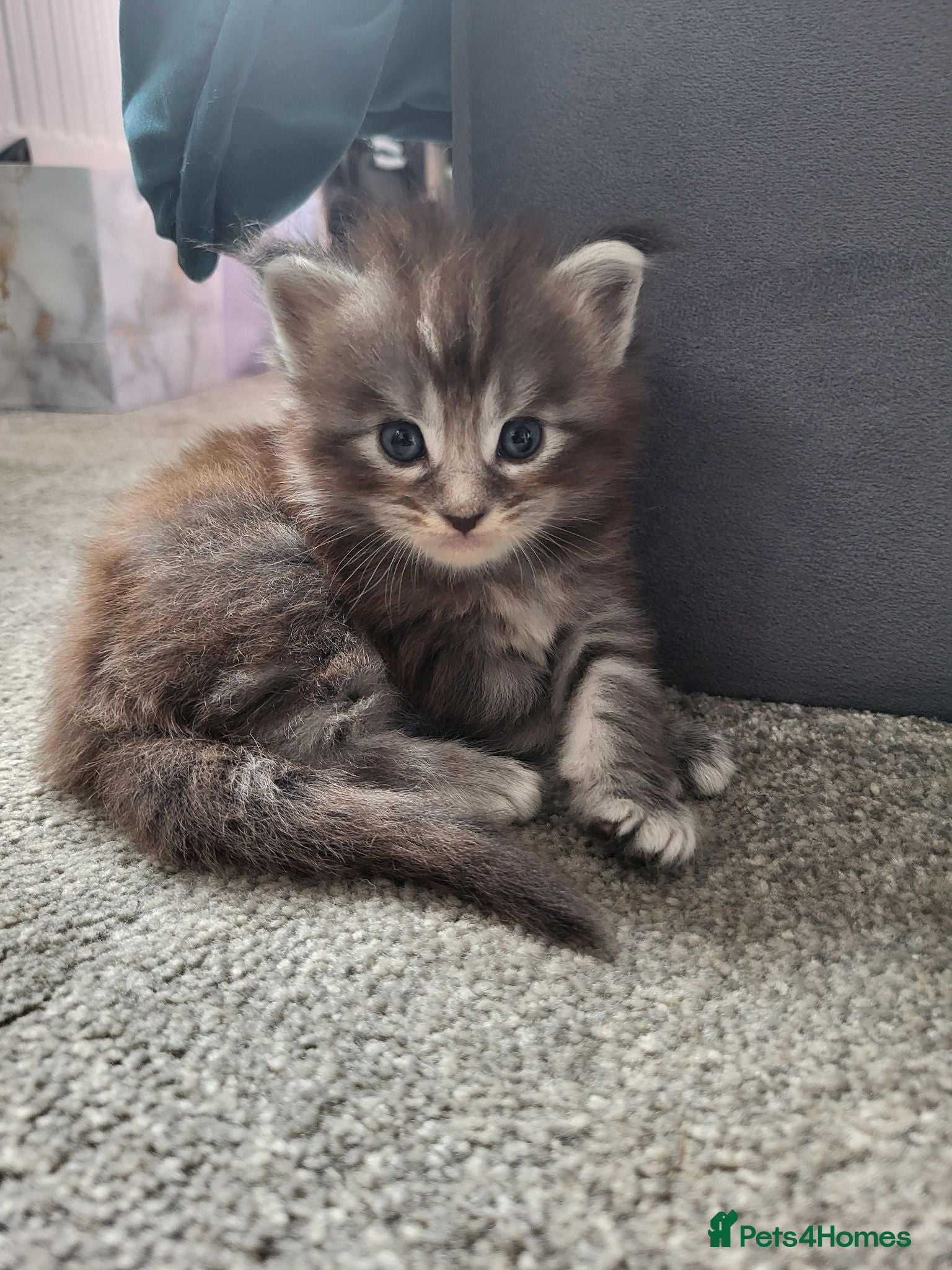 Maine Coon cats 3 MaineCoon Kittens 😸  - Advert 17