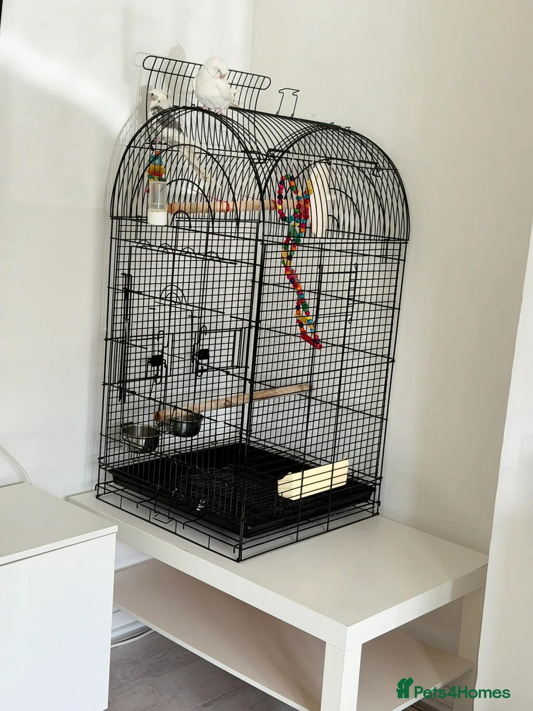 Cockatiels birds for sale: 🐦 Beautiful Pair of Cockatiels for Sale in Southsea - Advert 7